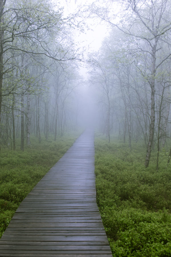 Nebel im Moor