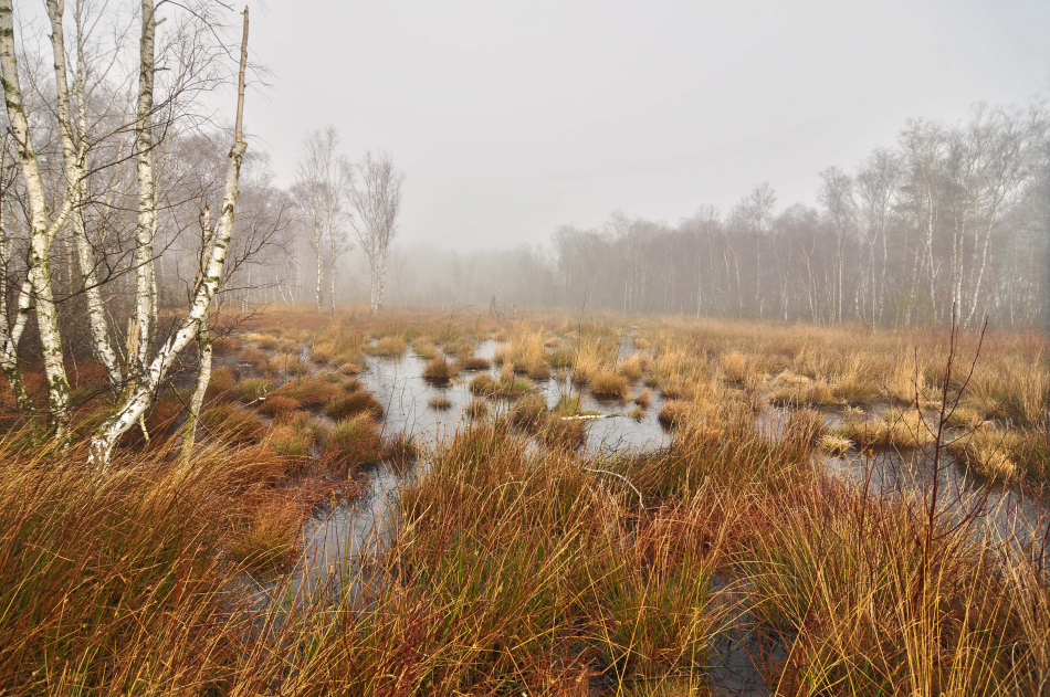 Nebel im Moor