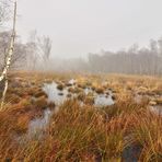 Nebel im Moor