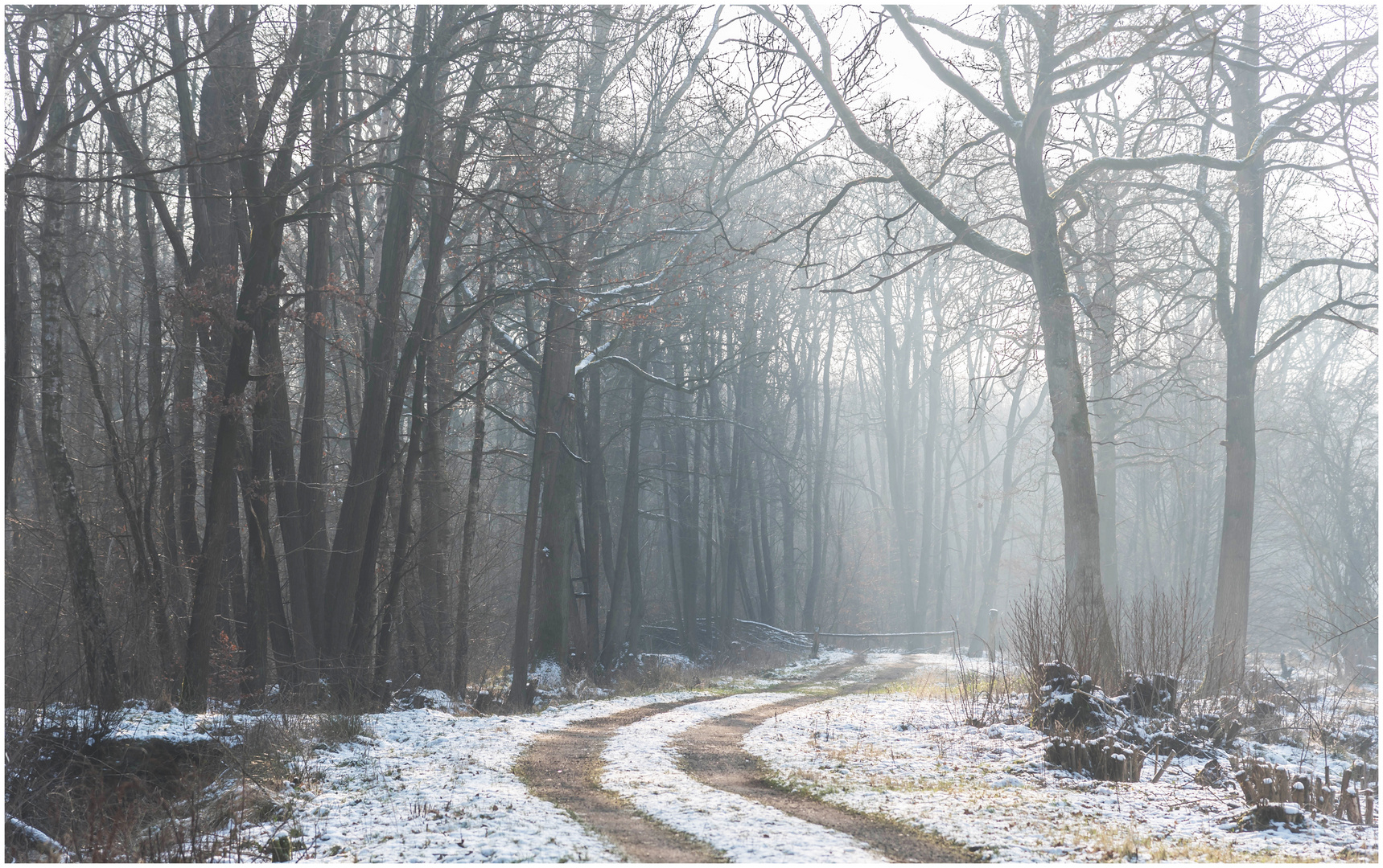 Nebel im Moor