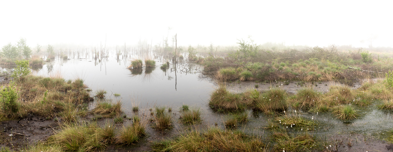 Nebel im Moor