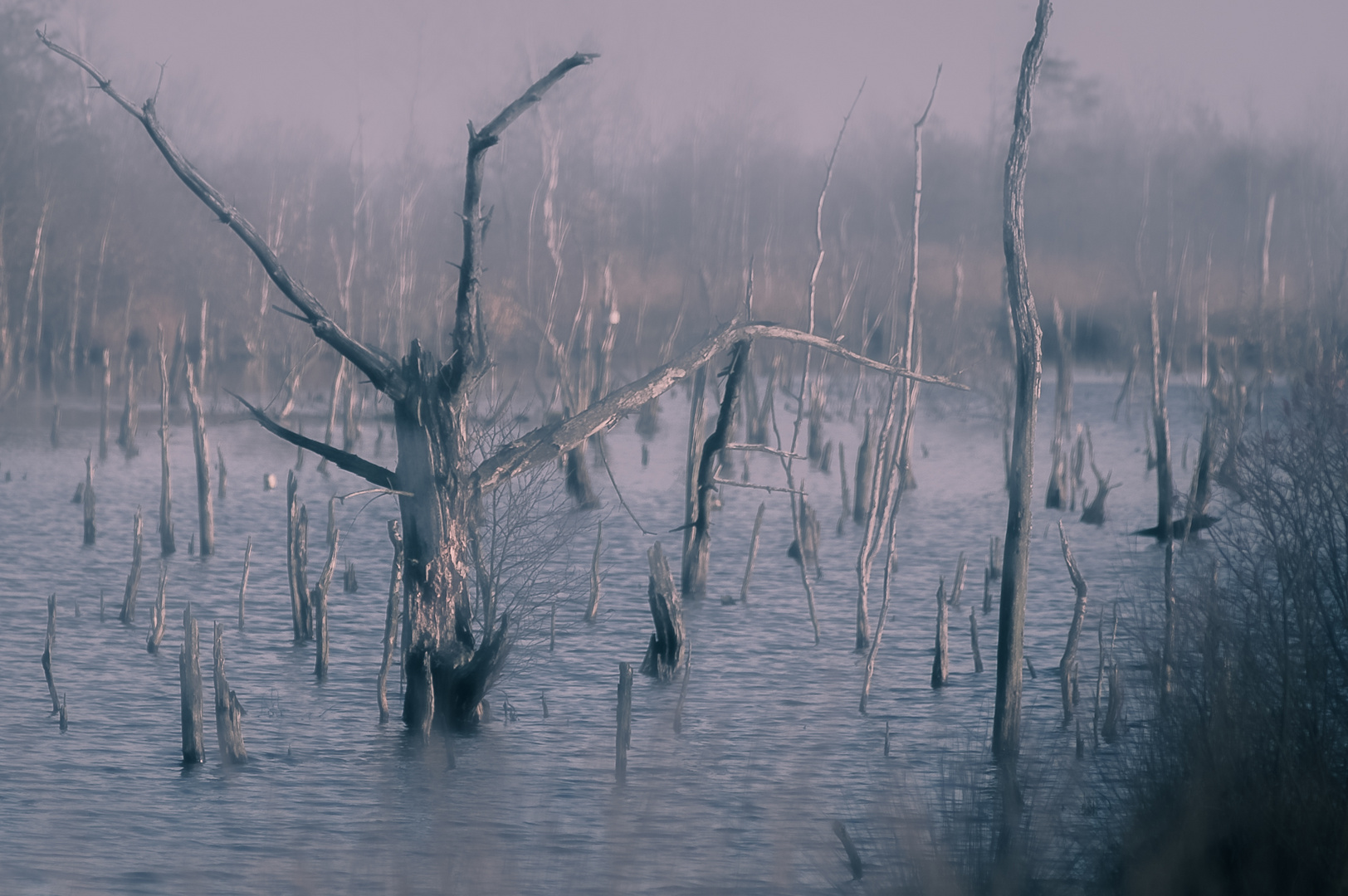 Nebel im Moor