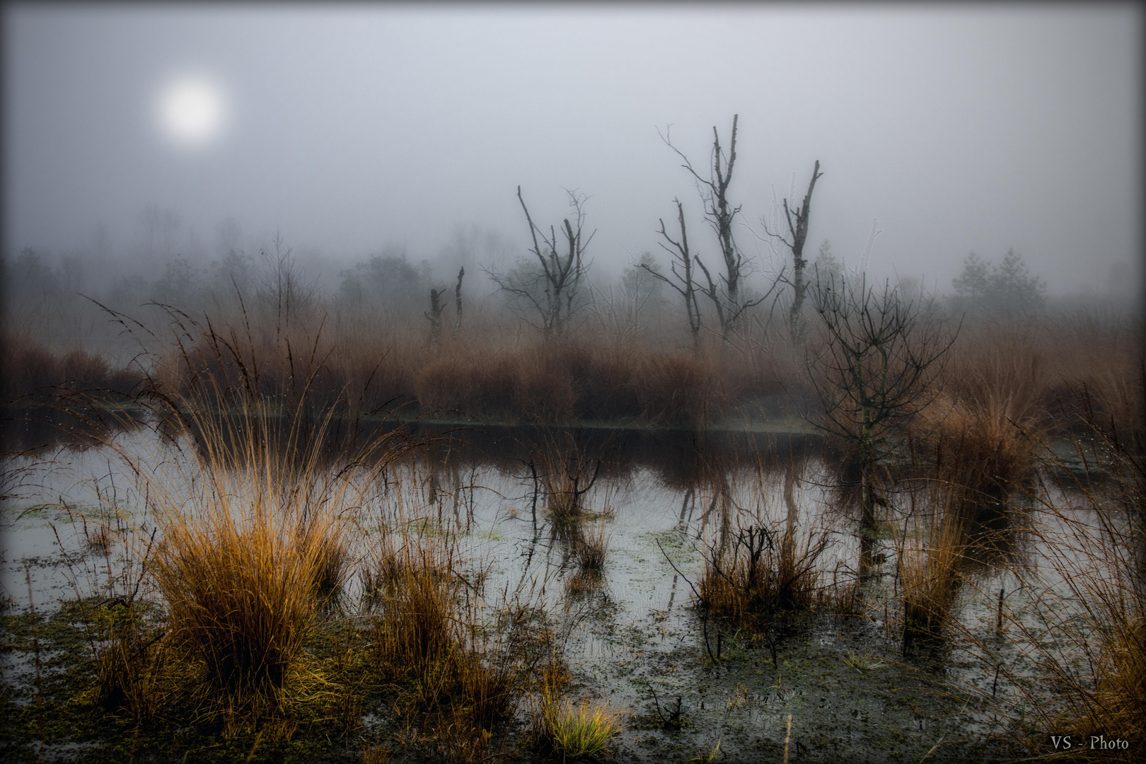 ~ Nebel im Moor ~