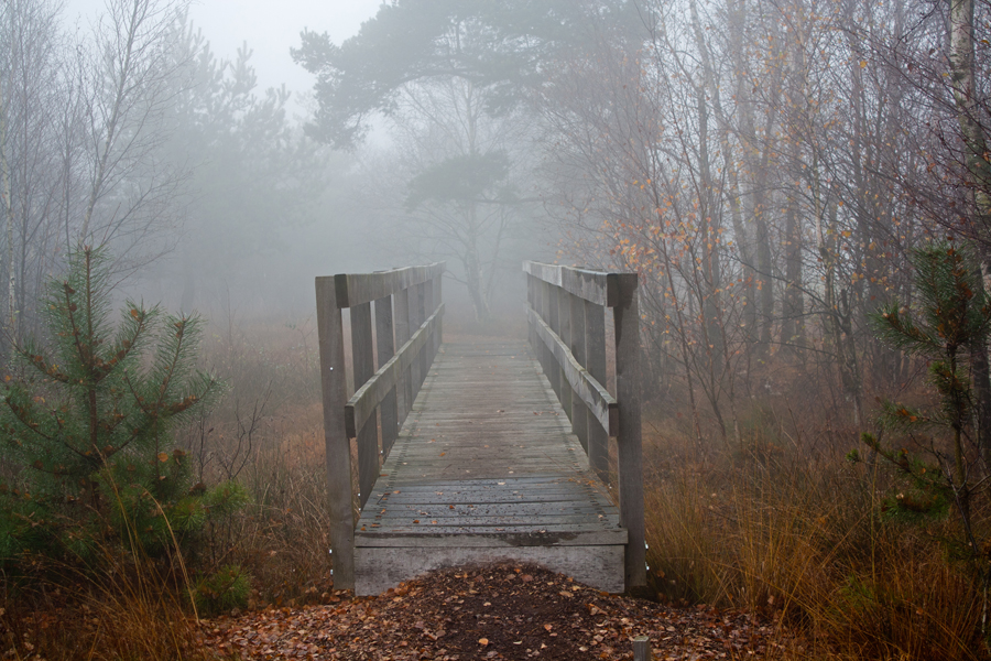 Nebel im Moor