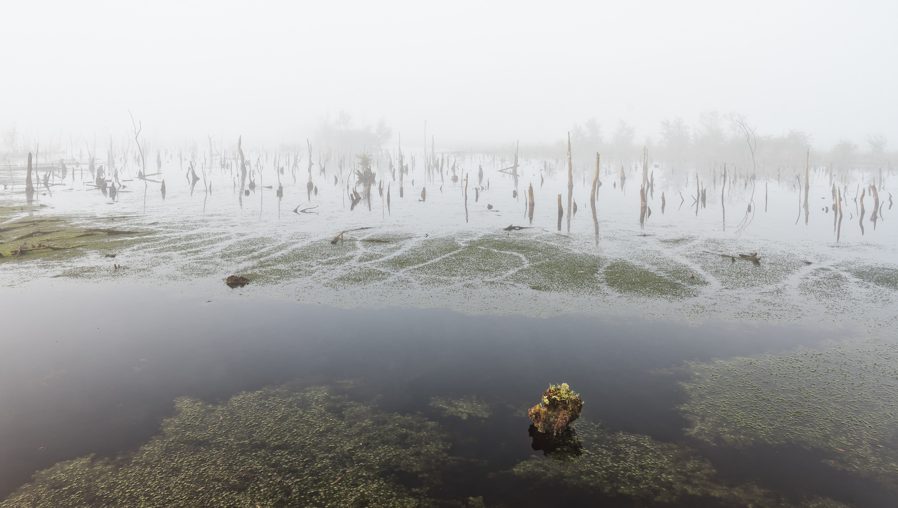 __nebel im moor__