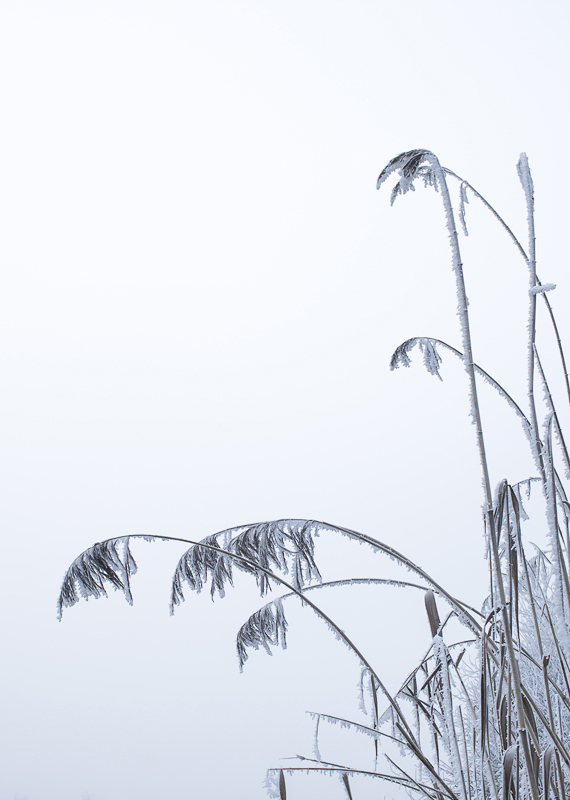 Nebel im Moor - Gräser