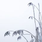 Nebel im Moor - Gräser