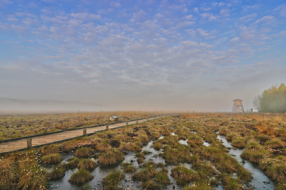 Nebel im Moor II