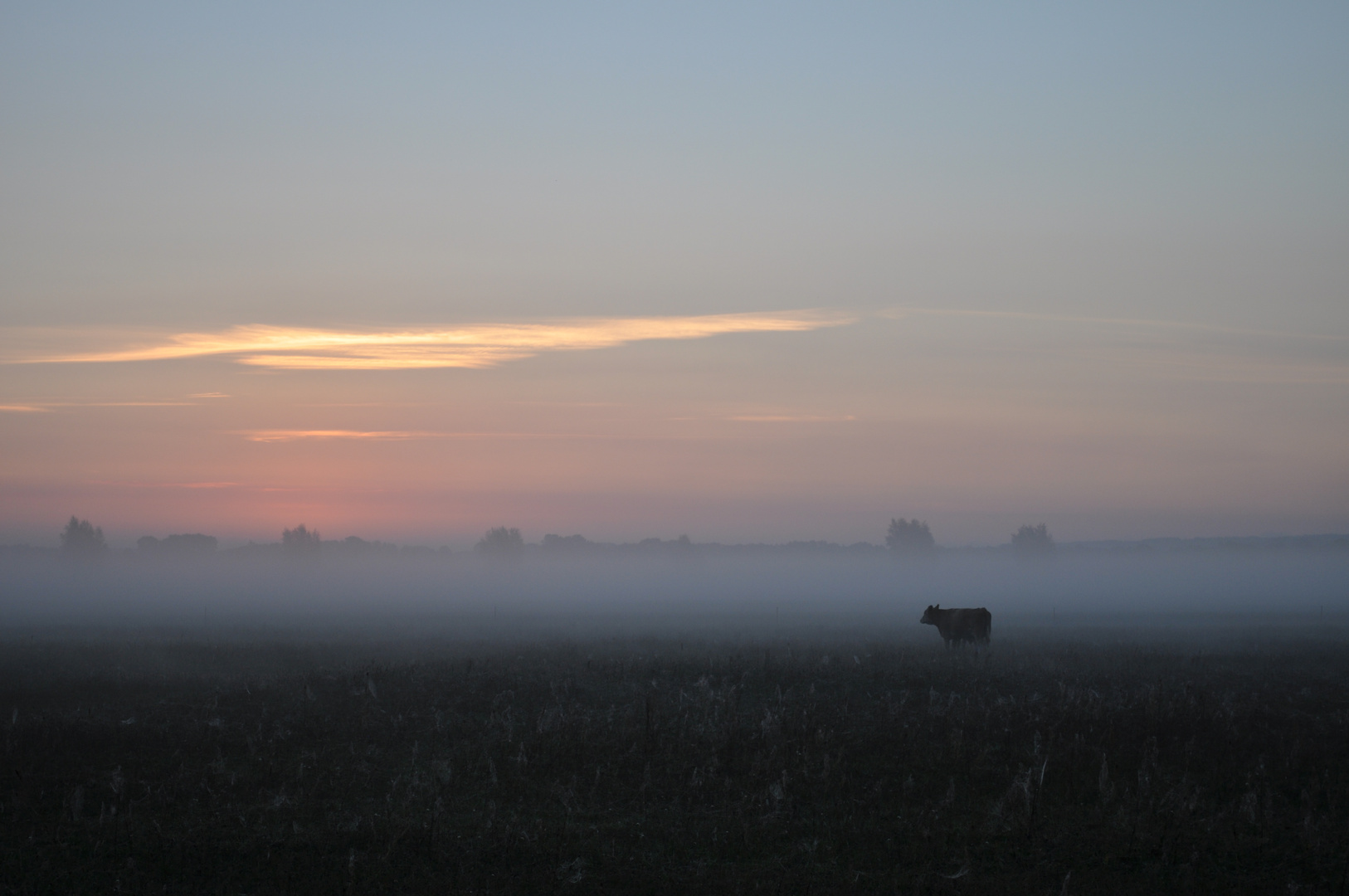 Nebel im Morgen