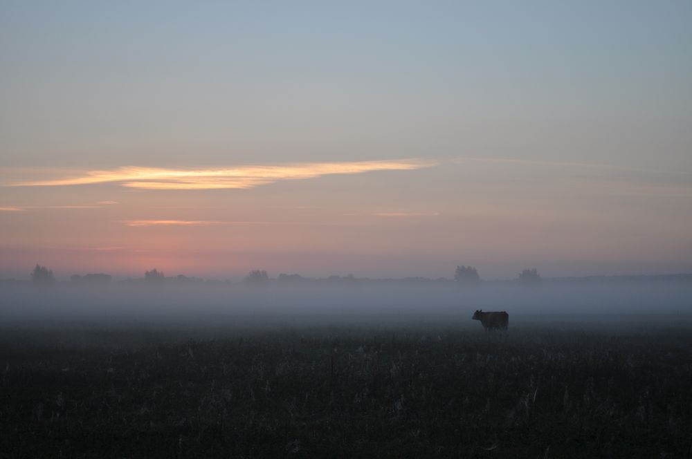 Nebel im Morgen