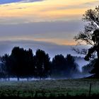 Nebel im Morgenlicht