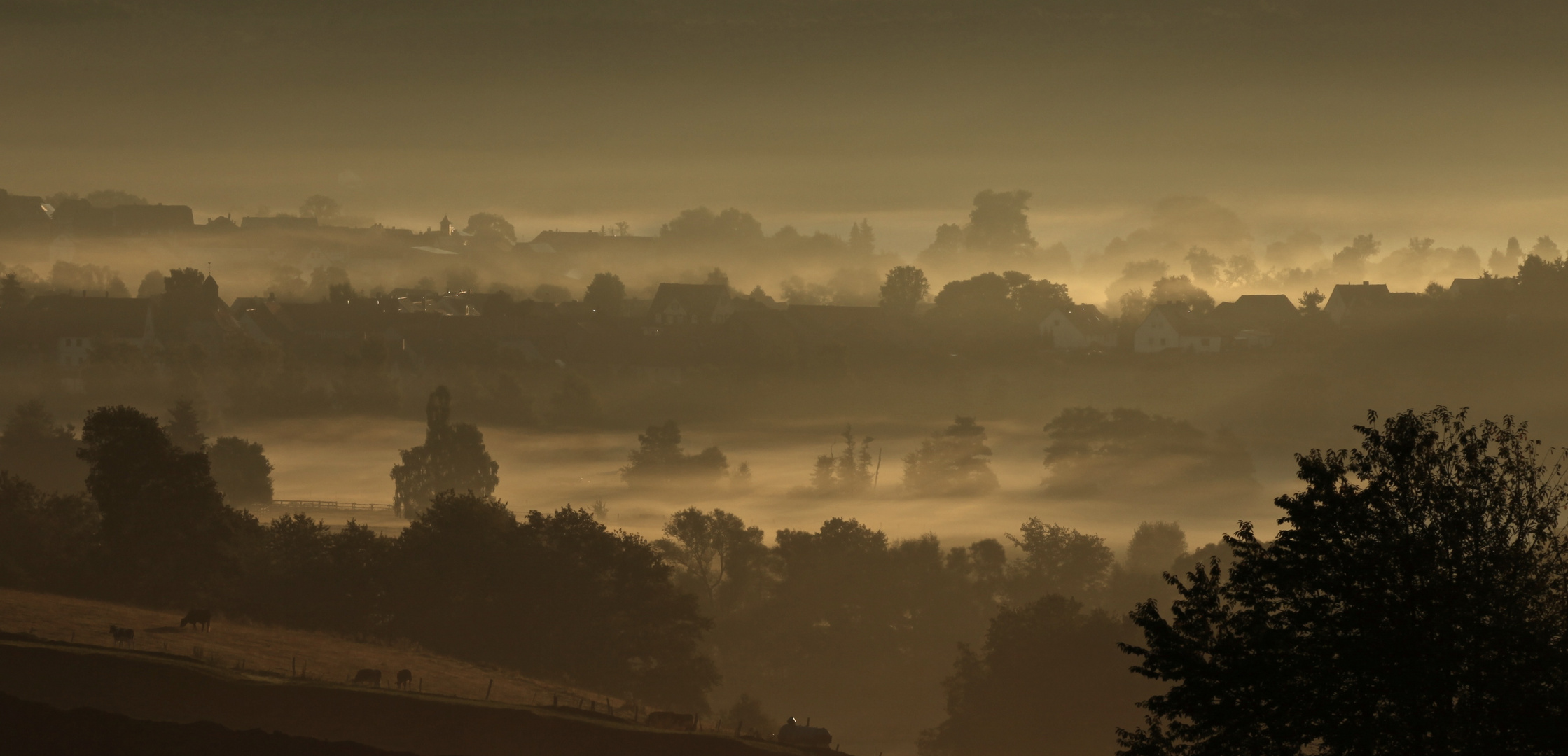 Nebel im Morgenlicht