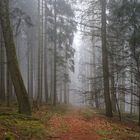 Nebel im Nadelwald  (2)