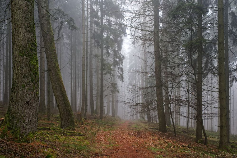 Nebel im Nadelwald  (2)