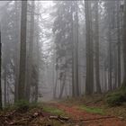 Nebel im Nadelwald