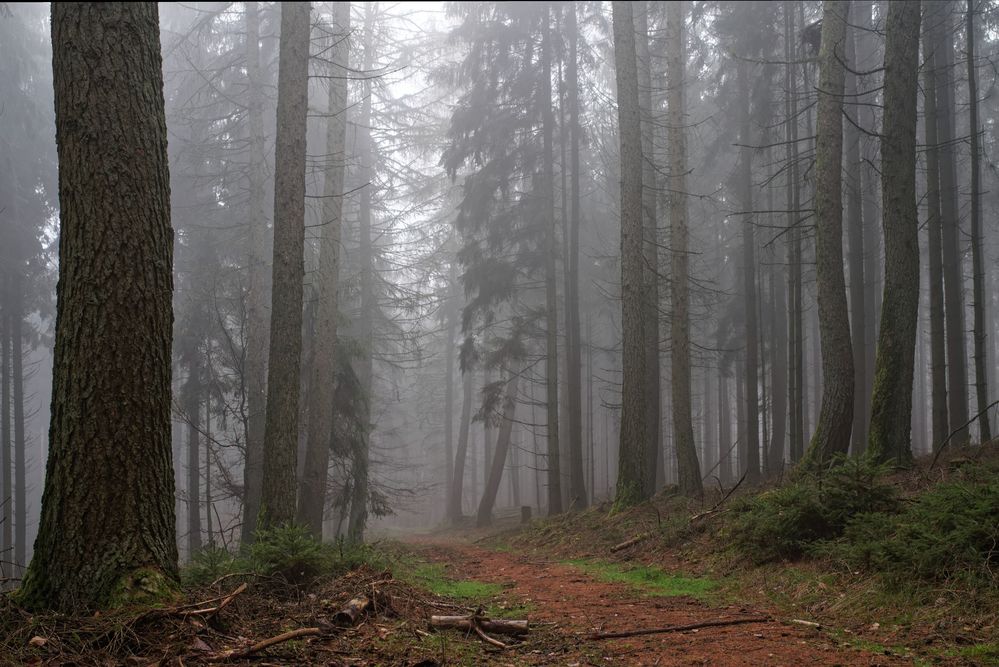 Nebel im Nadelwald