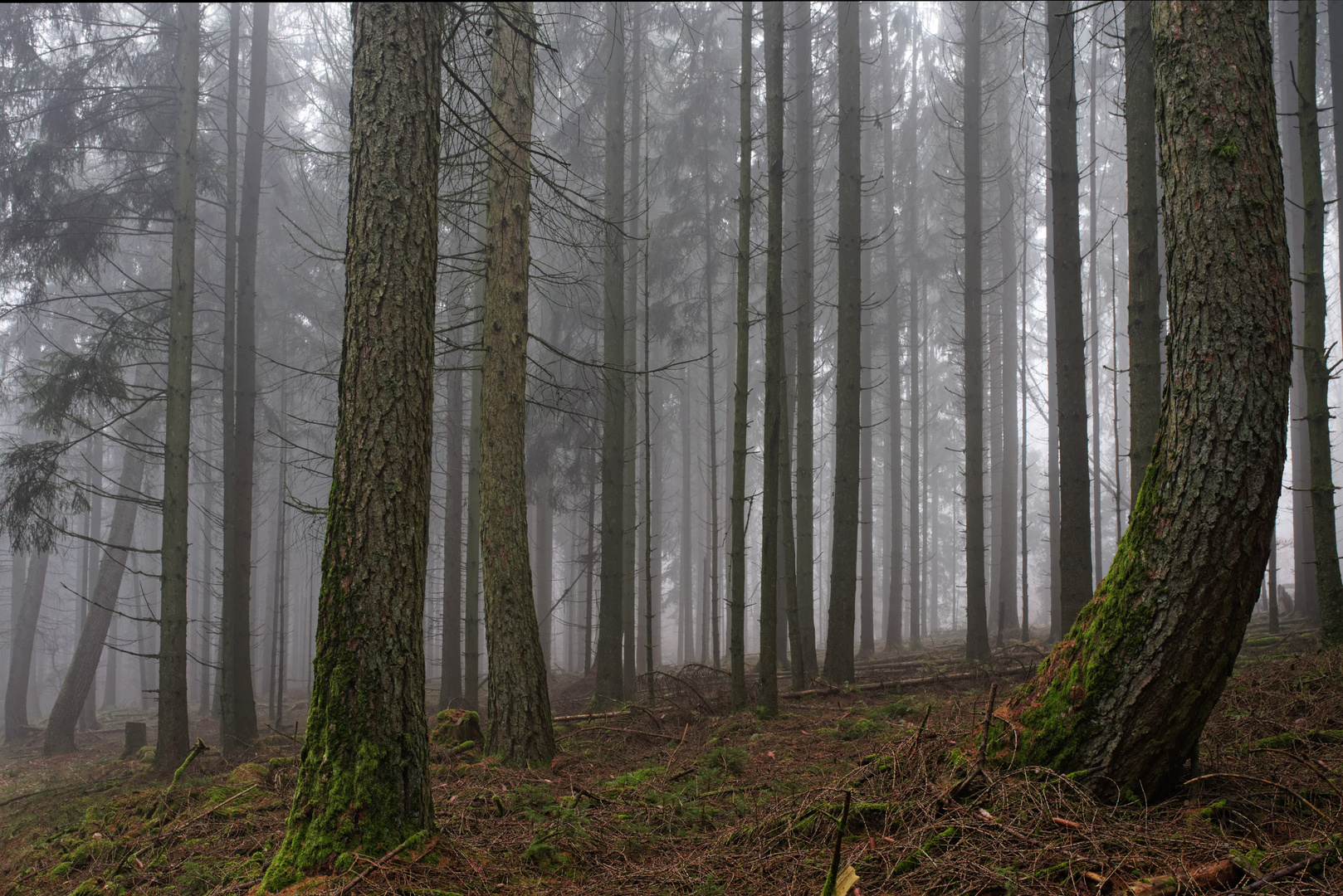 Nebel im Nadelwald