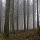 Nebel im Nadelwald