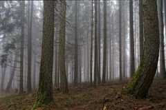 Nebel im Nadelwald