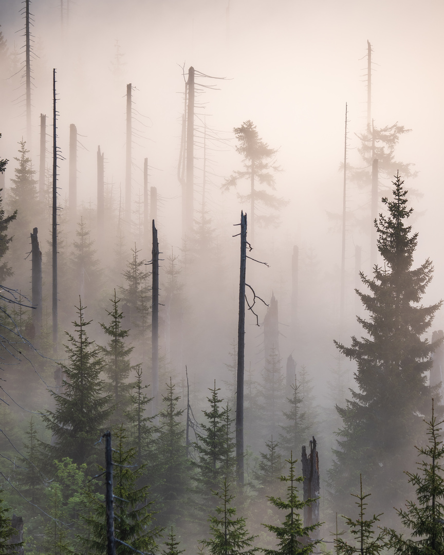 Nebel im Nationalpark