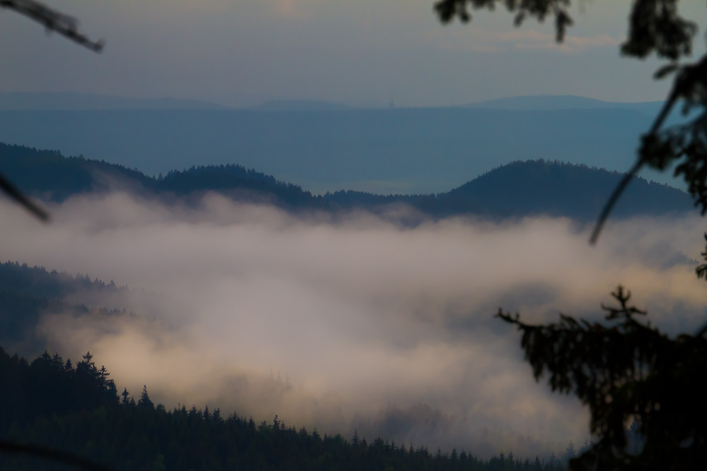 Nebel im Nationalpark Harz