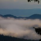 Nebel im Nationalpark Harz