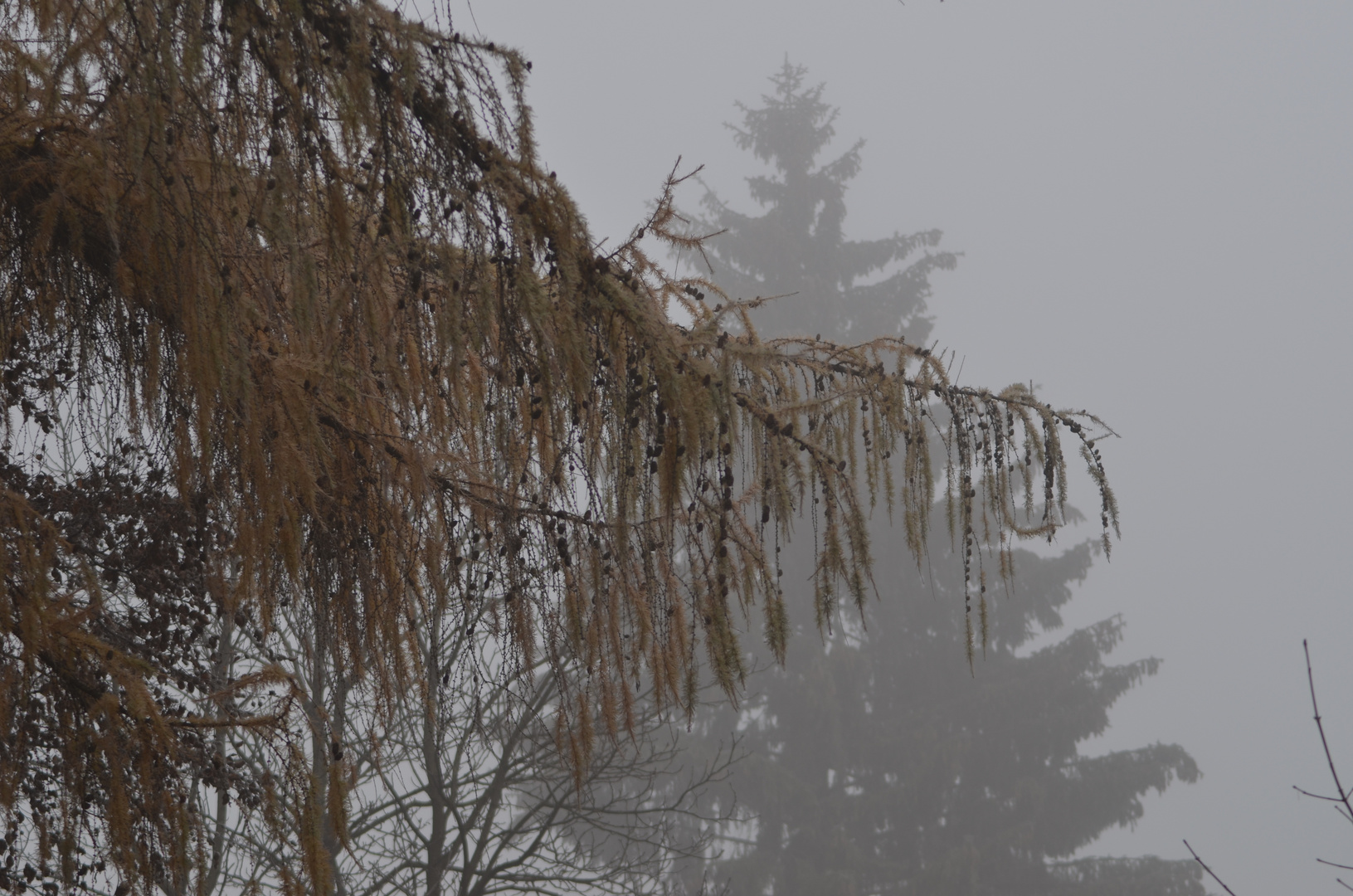 Nebel im November