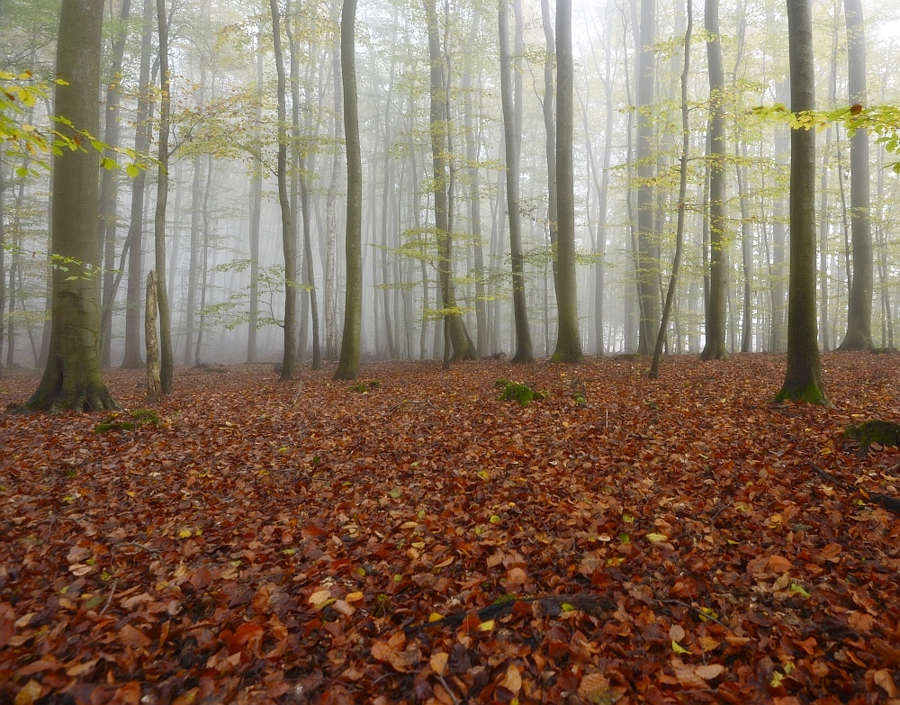 Nebel im Novemberwald