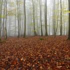 Nebel im Novemberwald