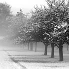 Nebel im Obstgarten