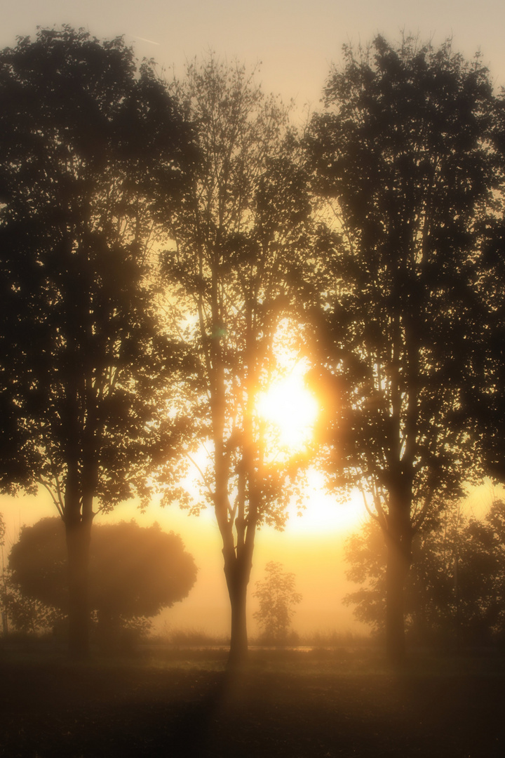 Nebel im Oktober