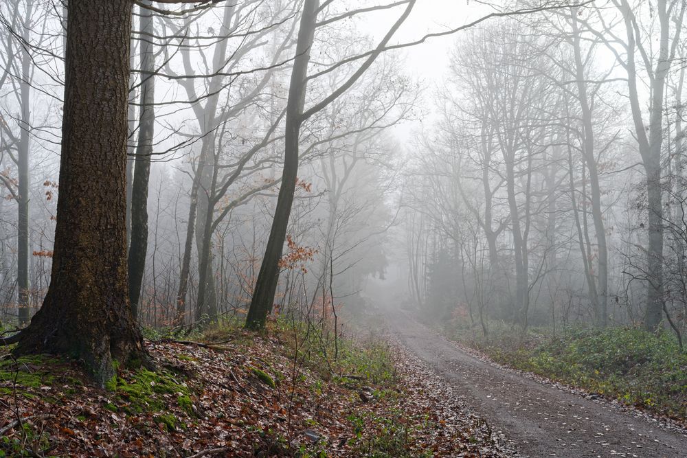 Nebel im Ottweiler Wald