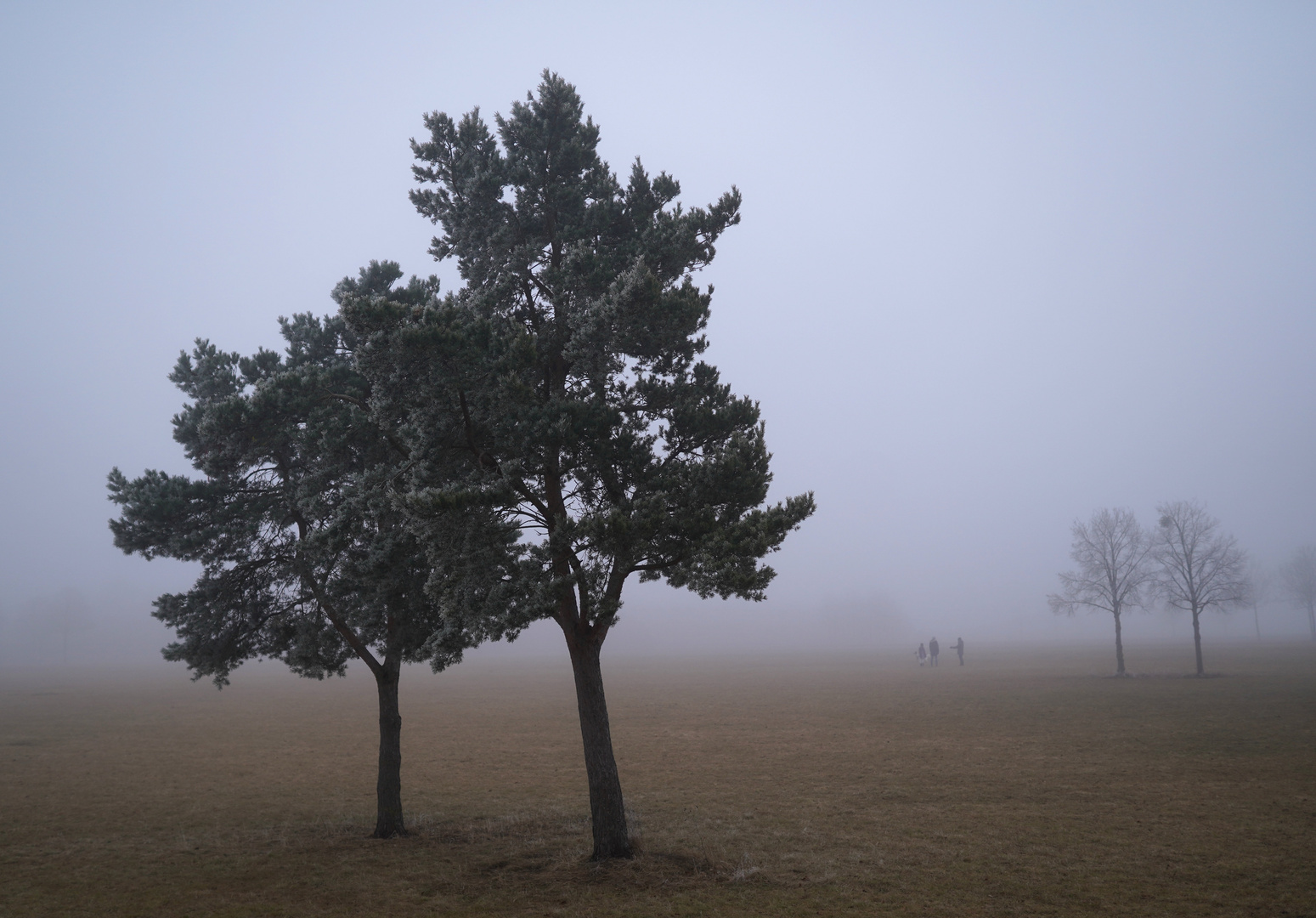 Nebel im Park