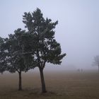 Nebel im Park