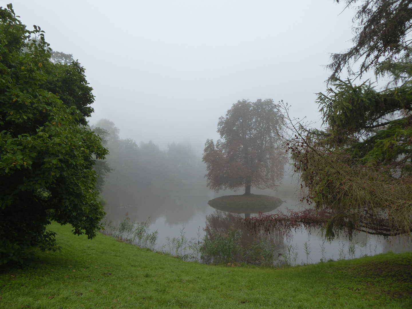 Nebel im Park 1