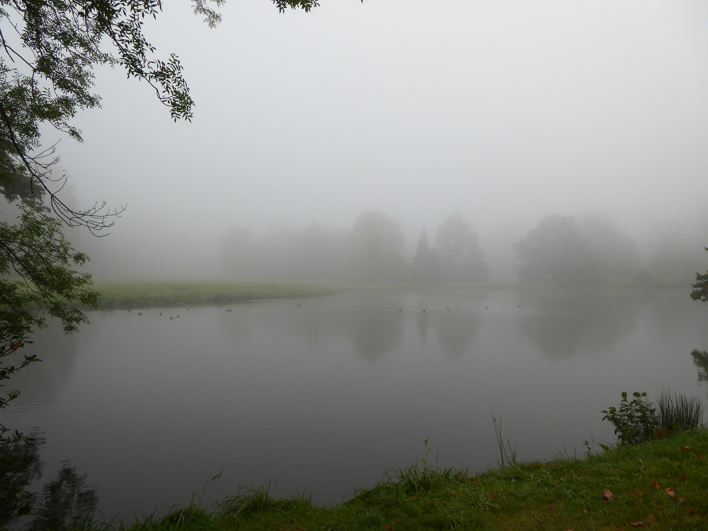 Nebel im Park 2