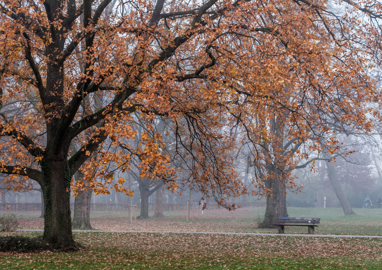 Nebel im Park