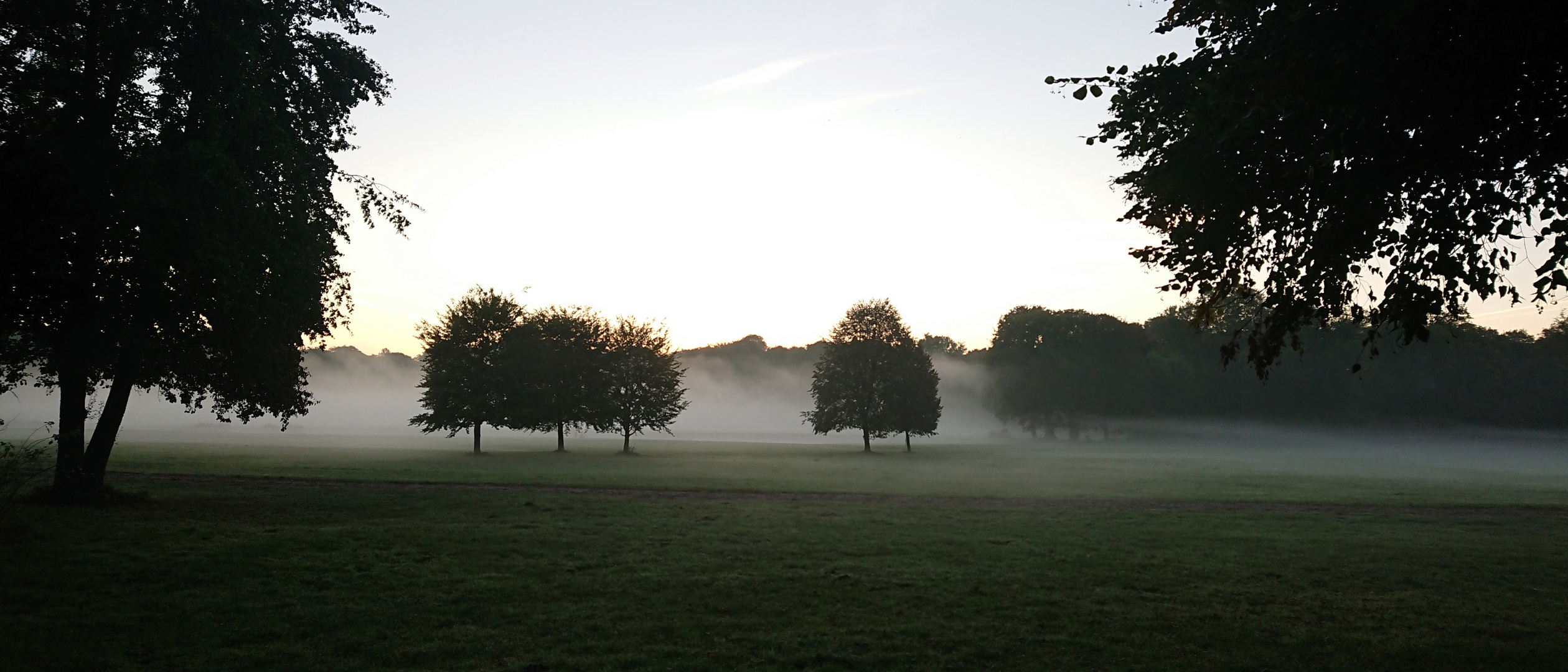 Nebel im Park