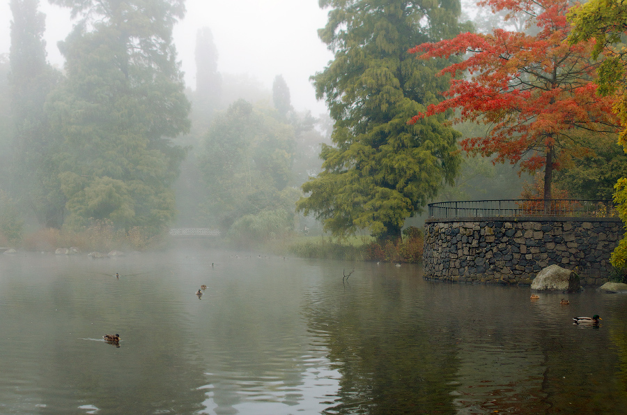 Nebel im Park