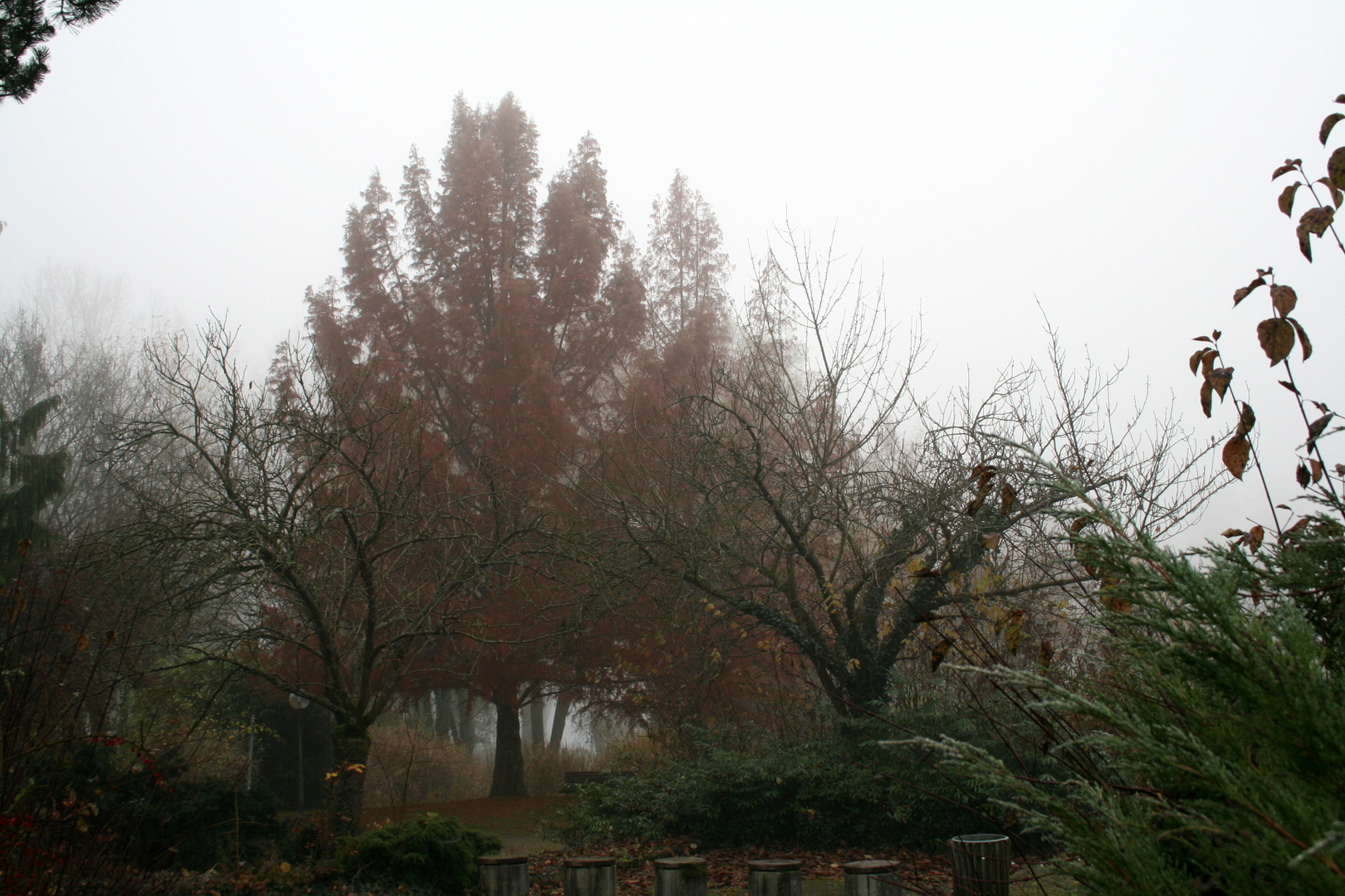 Nebel im Park