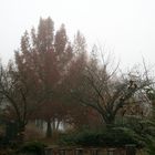 Nebel im Park