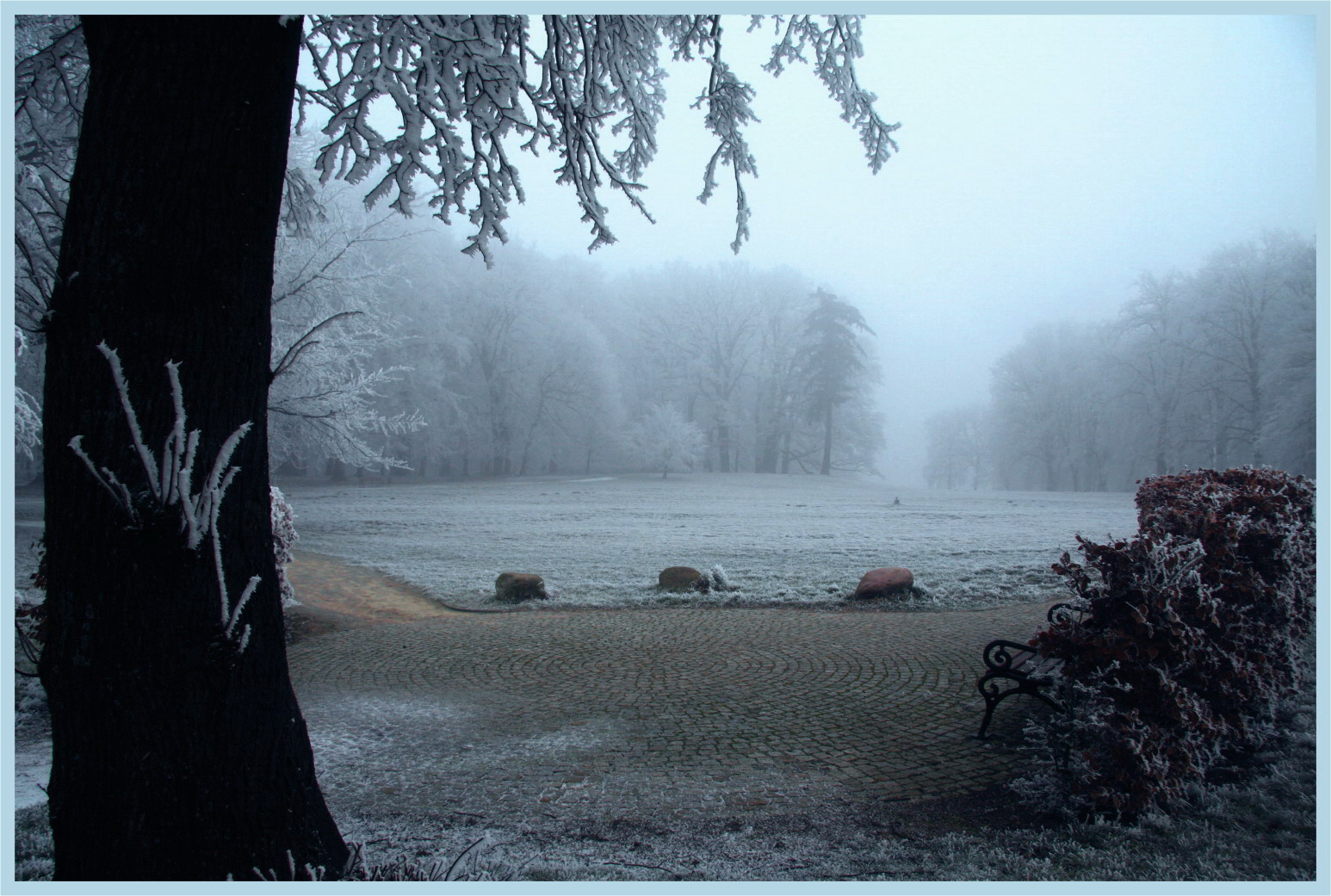 Nebel im Park