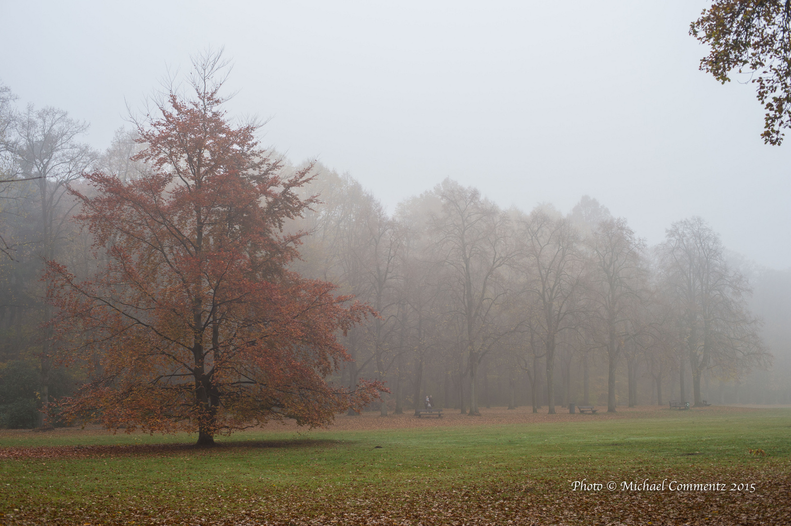 Nebel im Park