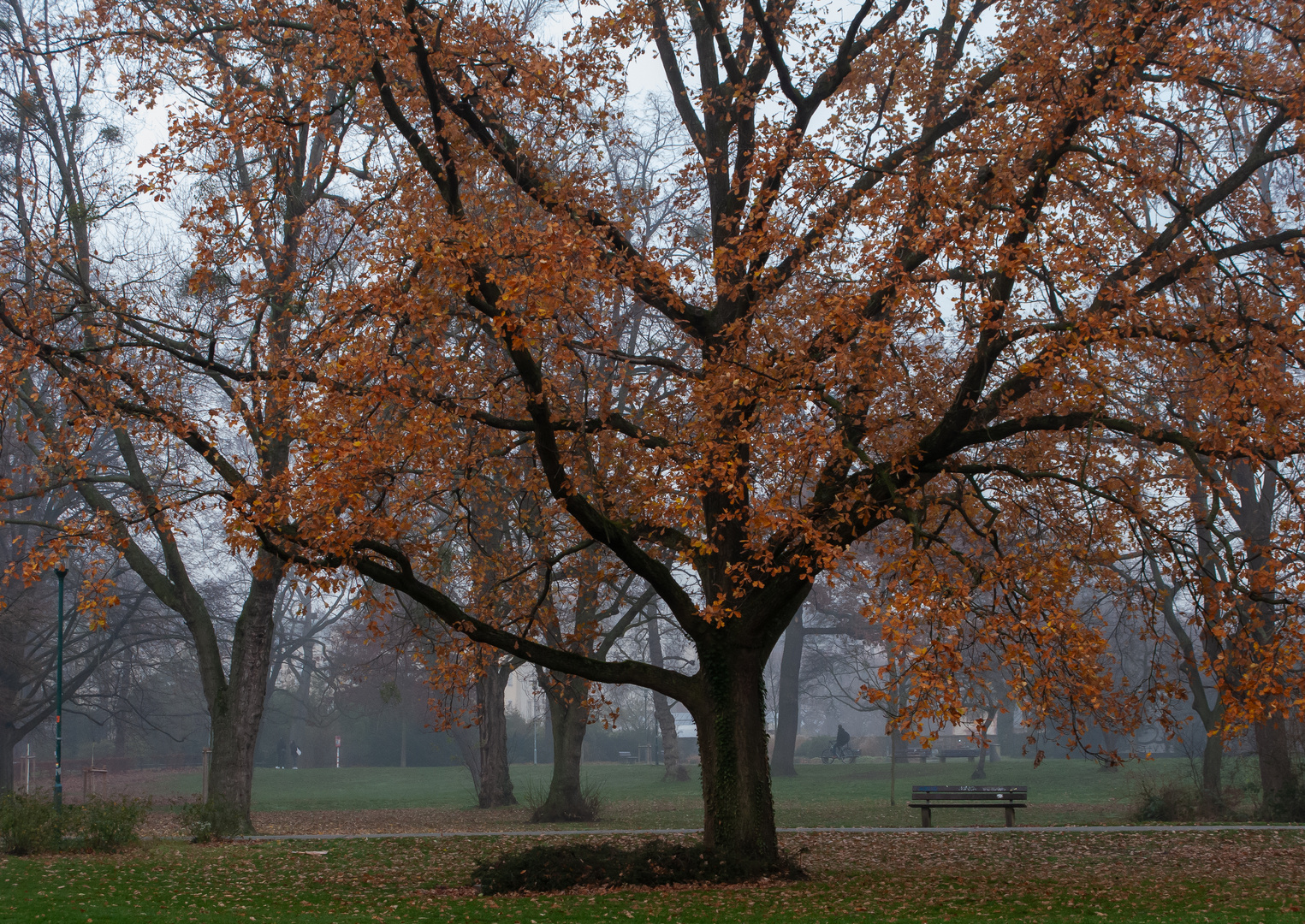 Nebel im Park