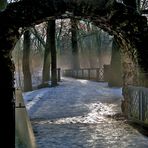 Nebel im Park