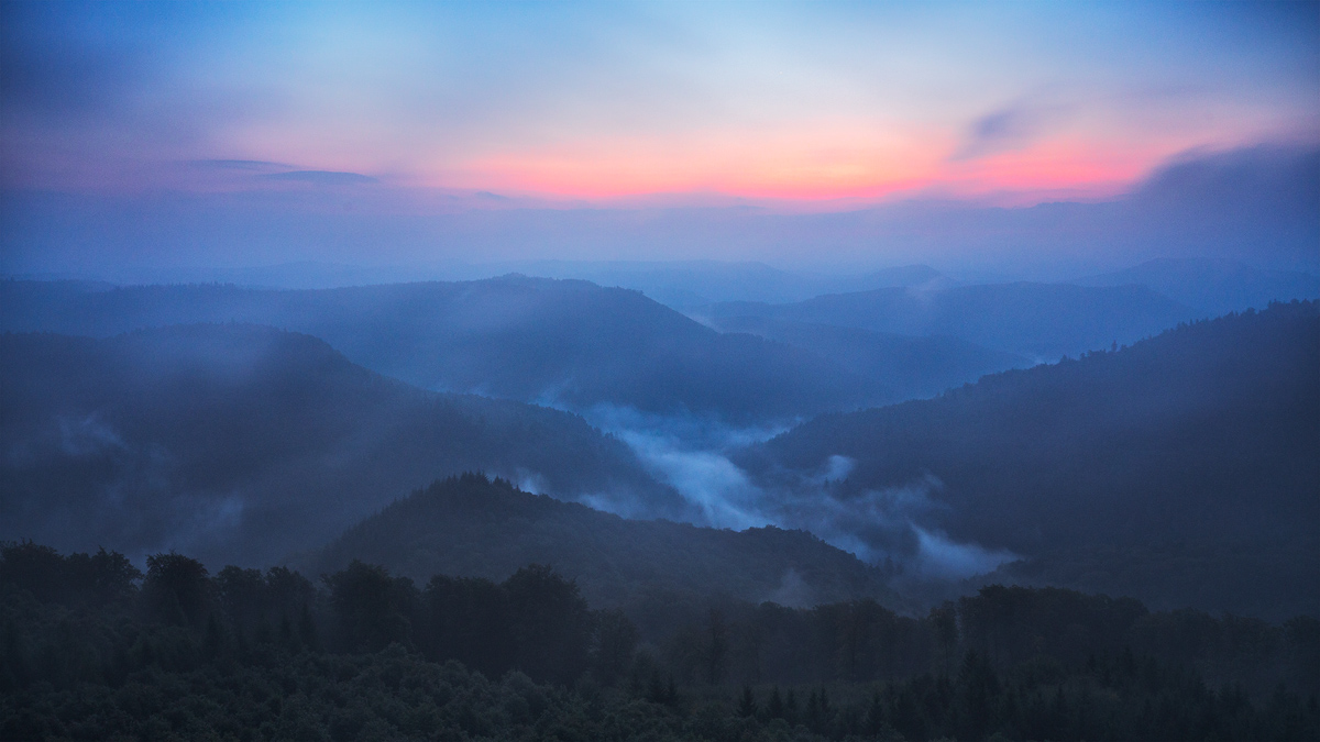 Nebel im Pfälzerwald