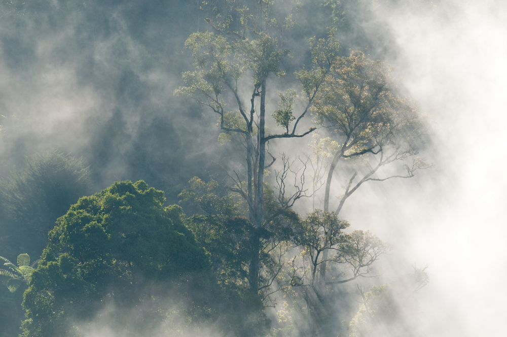 Nebel im Regenwald