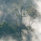 Nebel im Regenwald