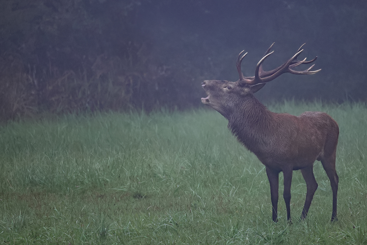 Nebel im Revier