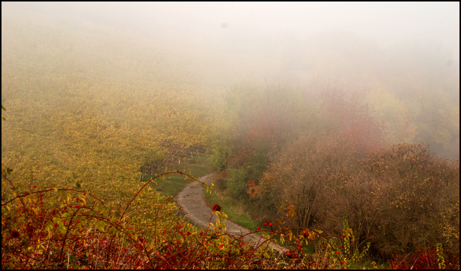 Nebel im Rheintal